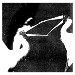 Crisis Actor - Statement Of Intent (2018)