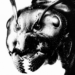 Cubanate - Live Brutalism (2018)