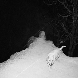 Vargdod - Brutal Disciplin (2017)