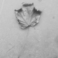 VA - Dead Leaves (2019)