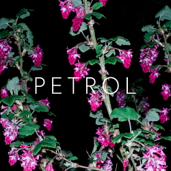 Crystalline Stricture - Petrol (2020)