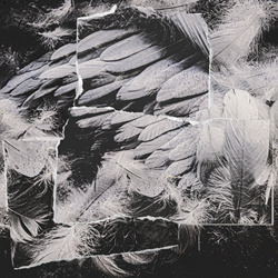 Violet Poison - ALBATROS (2022)