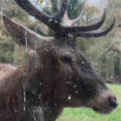 Kim Ki O - Must Live (EP) (2025)