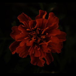 La Tourmente - Collection I (2025)