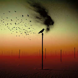 Canaan - For a bird that never flew (2026)