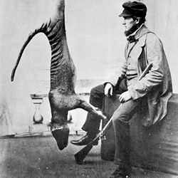 Cellhavoc - Humanity (2026)