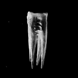 This Morn' Omina - Vestiges (2026)