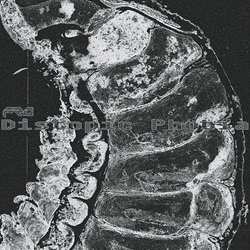 Fro - Distopic Phobia (EP) (2026)