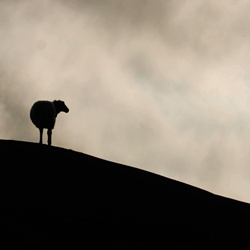 Hyacinthuset - Gå (vänd inte om) (2026)