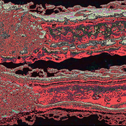 Lostsoundbytes - Eyes of Madness (2026)