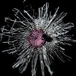 Shadowlands - 004 (2026)